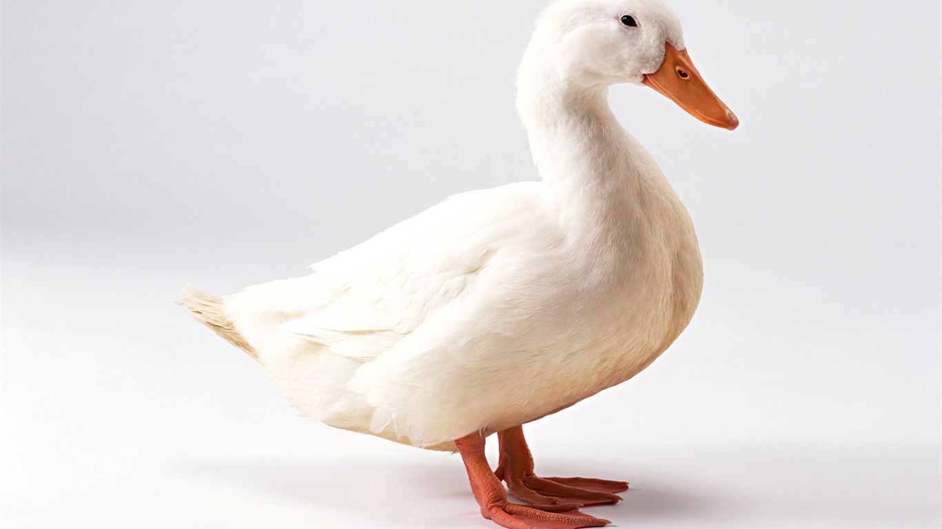 Cute little animals wallpaper (1) #19 - 1366x768