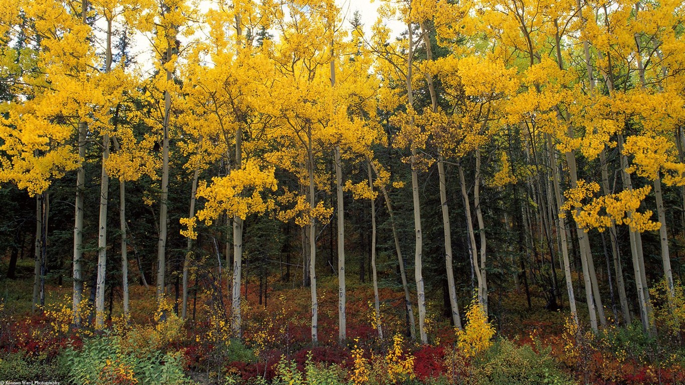 Herbstlandschaft schöne Tapete #4 - 1366x768