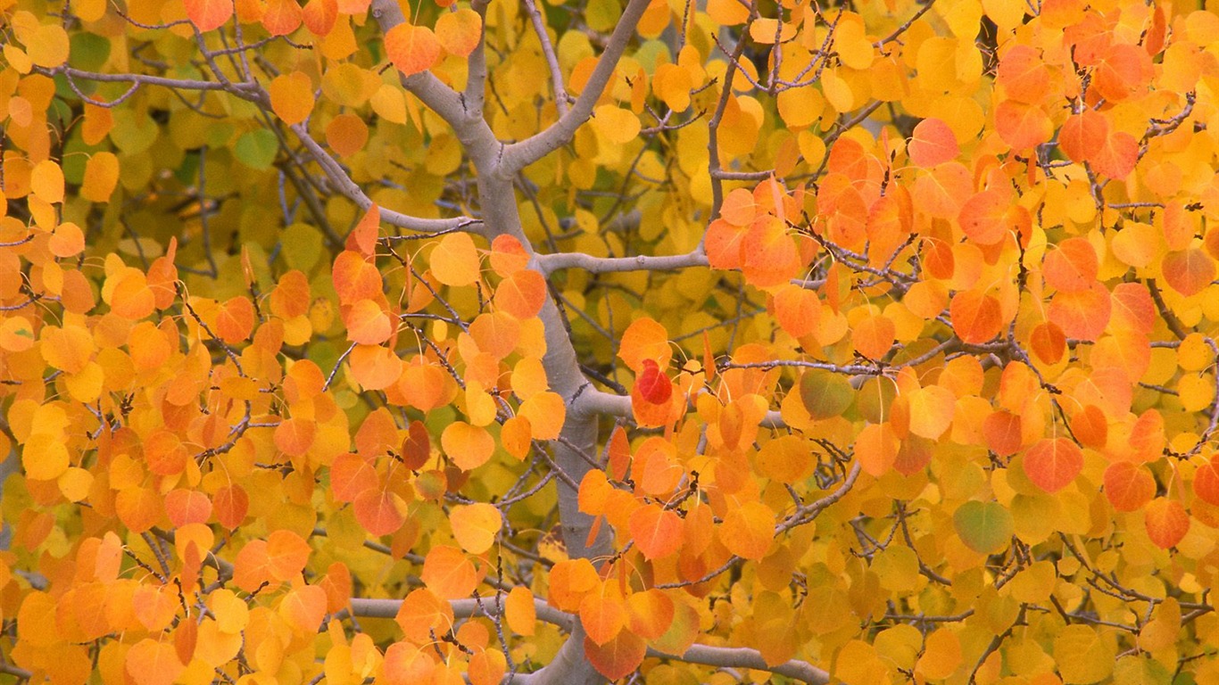 Otoño fondos de escritorio de bellos paisajes #5 - 1366x768