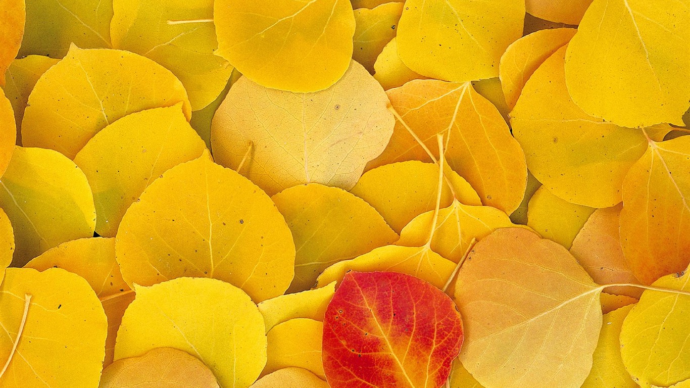 Podzimní krajina krásná tapeta #6 - 1366x768