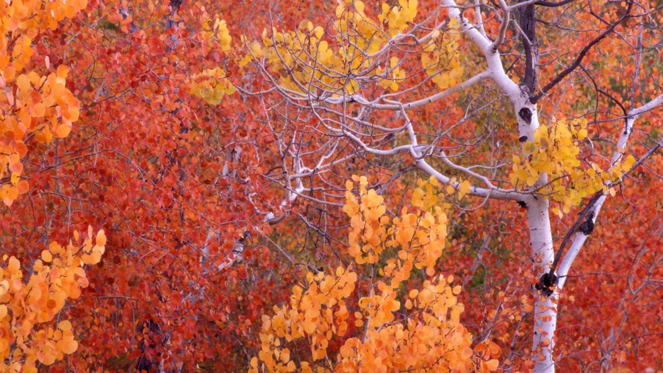 Otoño fondos de escritorio de bellos paisajes #8 - 1366x768