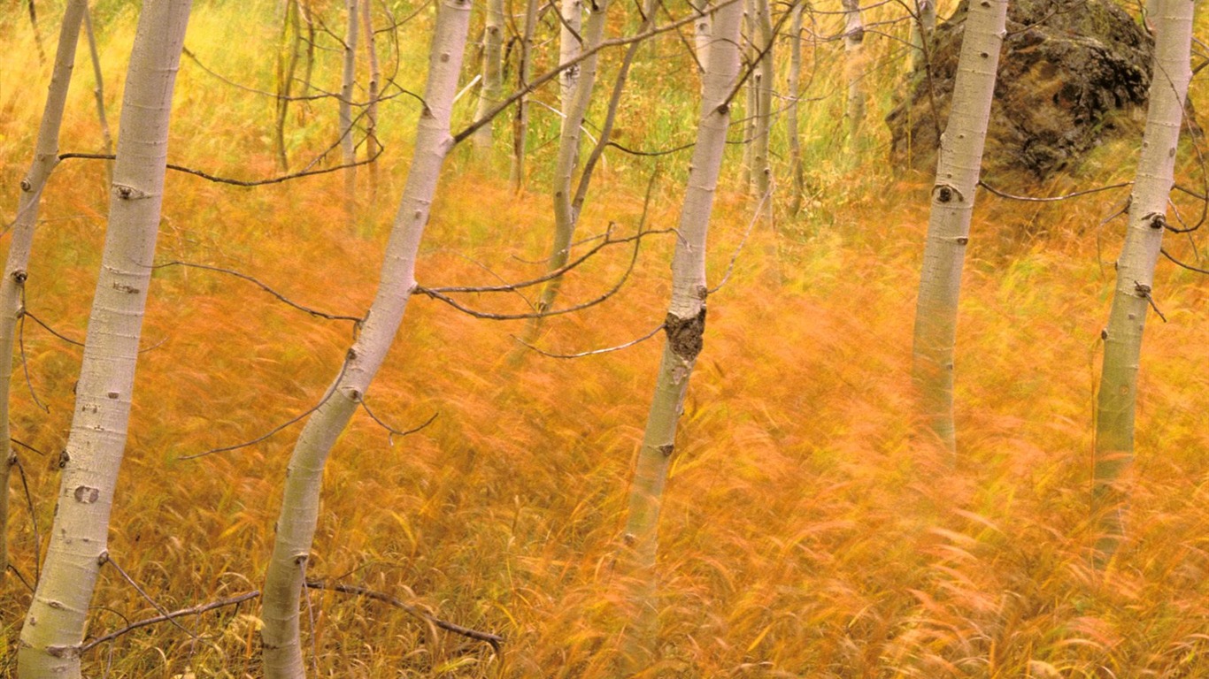 秋の風景の美しい壁紙 #10 - 1366x768