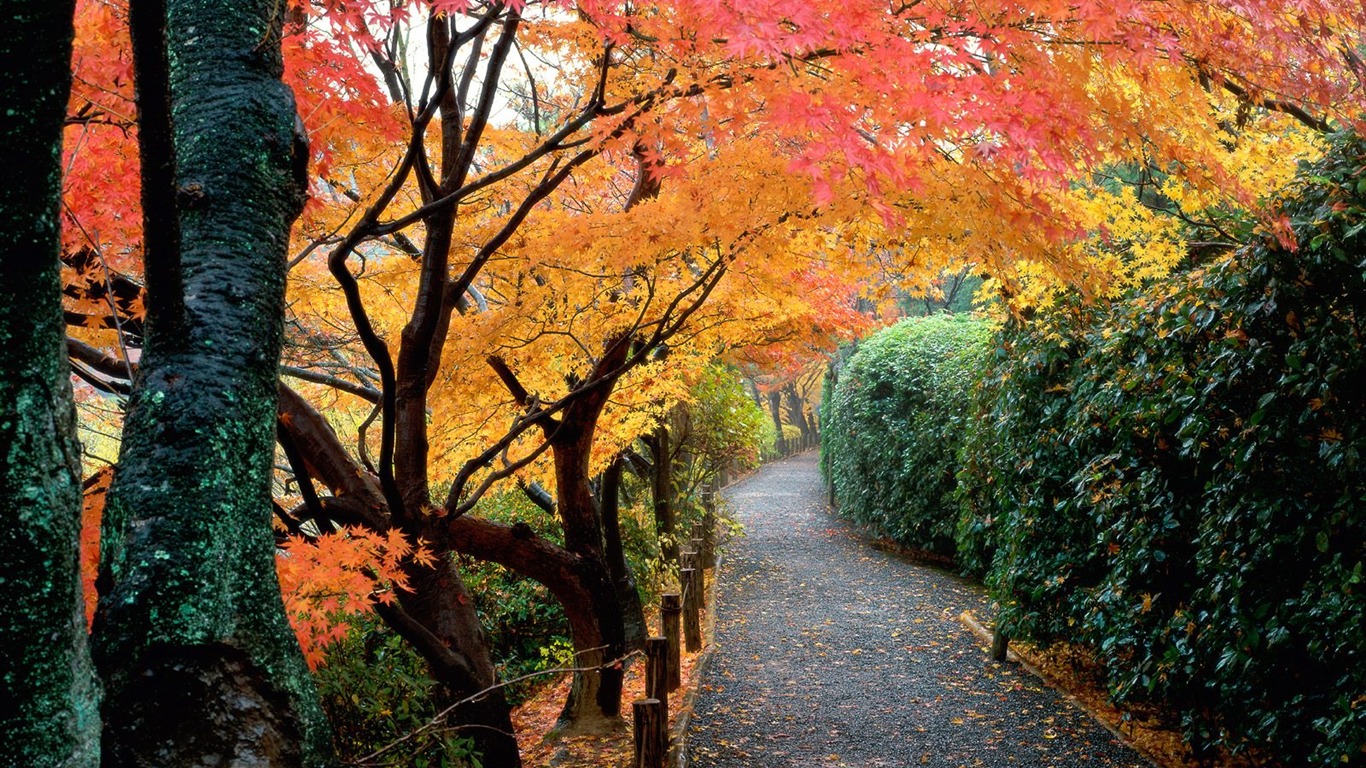 Podzimní krajina krásná tapeta #14 - 1366x768