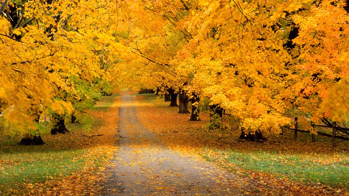 Herbstlandschaft schöne Tapete #16 - 1366x768