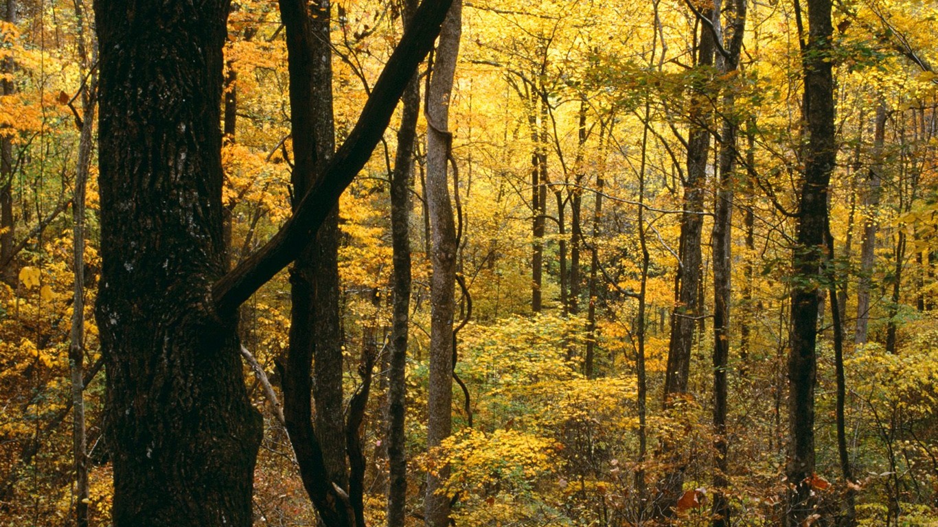 Herbstlandschaft schöne Tapete #17 - 1366x768