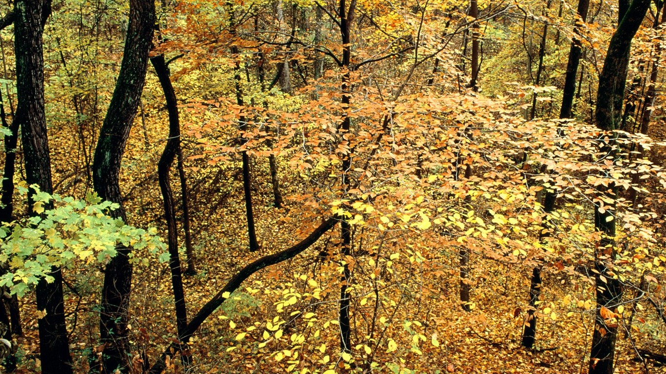Herbstlandschaft schöne Tapete #18 - 1366x768
