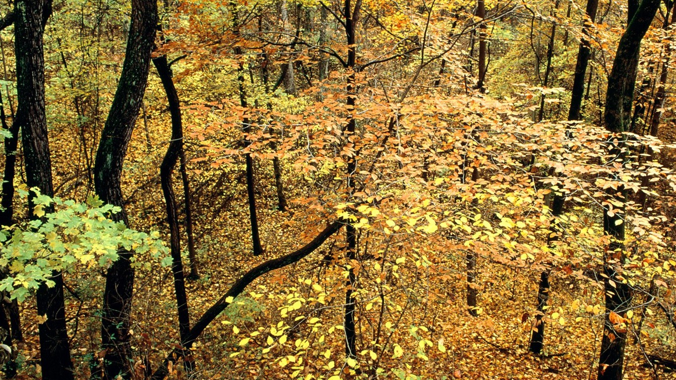 Otoño fondos de escritorio de bellos paisajes #18 - 1366x768