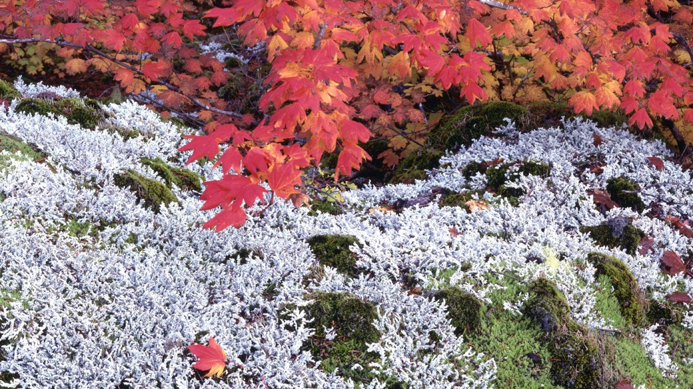 Otoño fondos de escritorio de bellos paisajes #25 - 1366x768