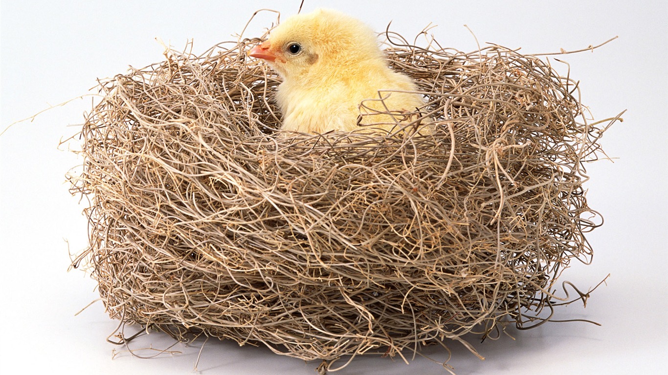 Cute little animals wallpaper (2) #3 - 1366x768