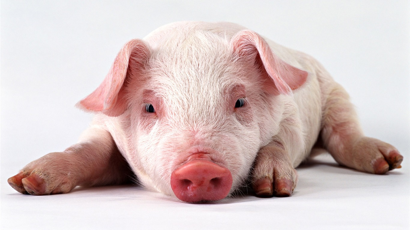 可愛無比 小動物壁紙(二) #5 - 1366x768
