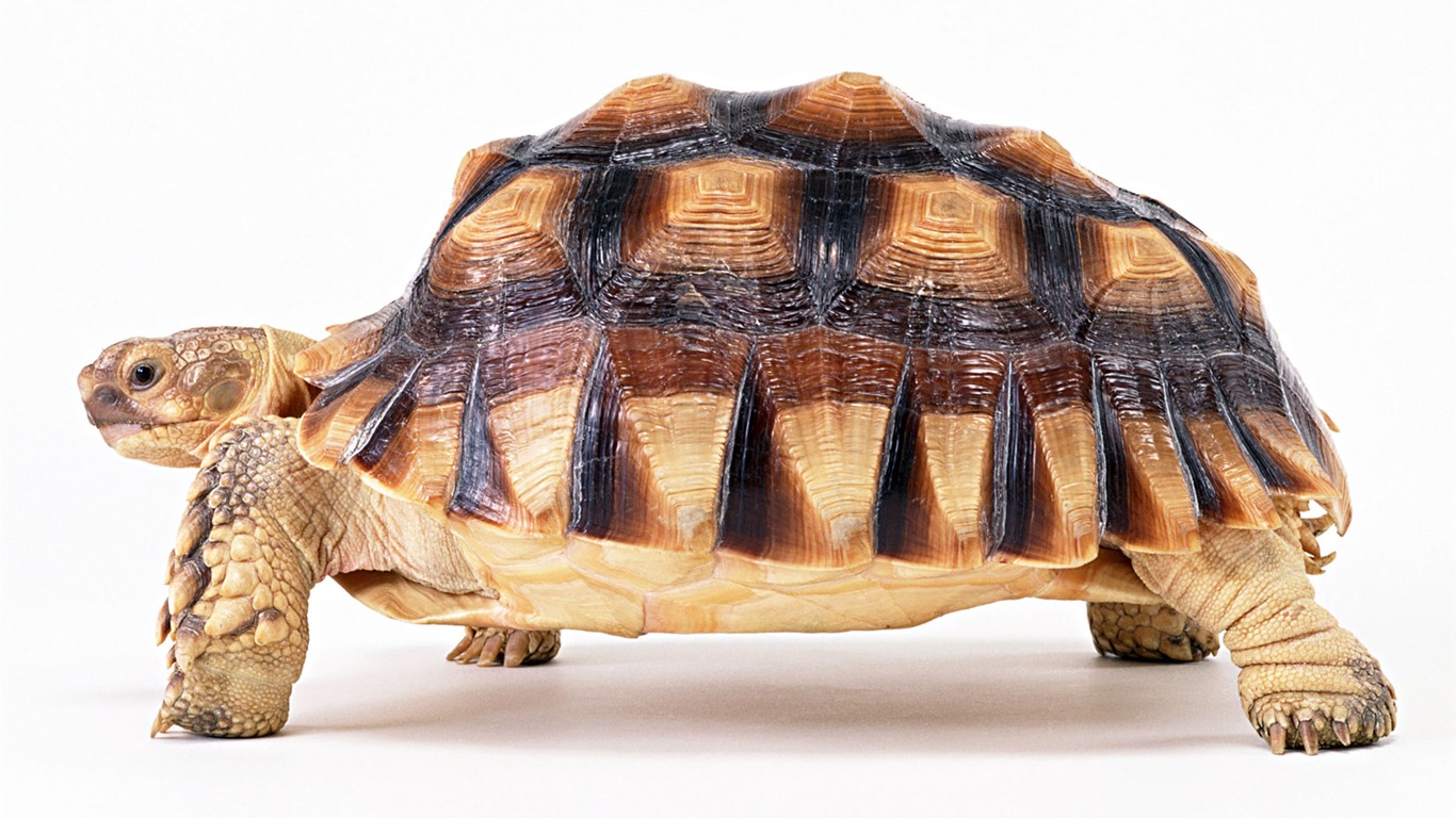 Cute little animals wallpaper (2) #8 - 1366x768