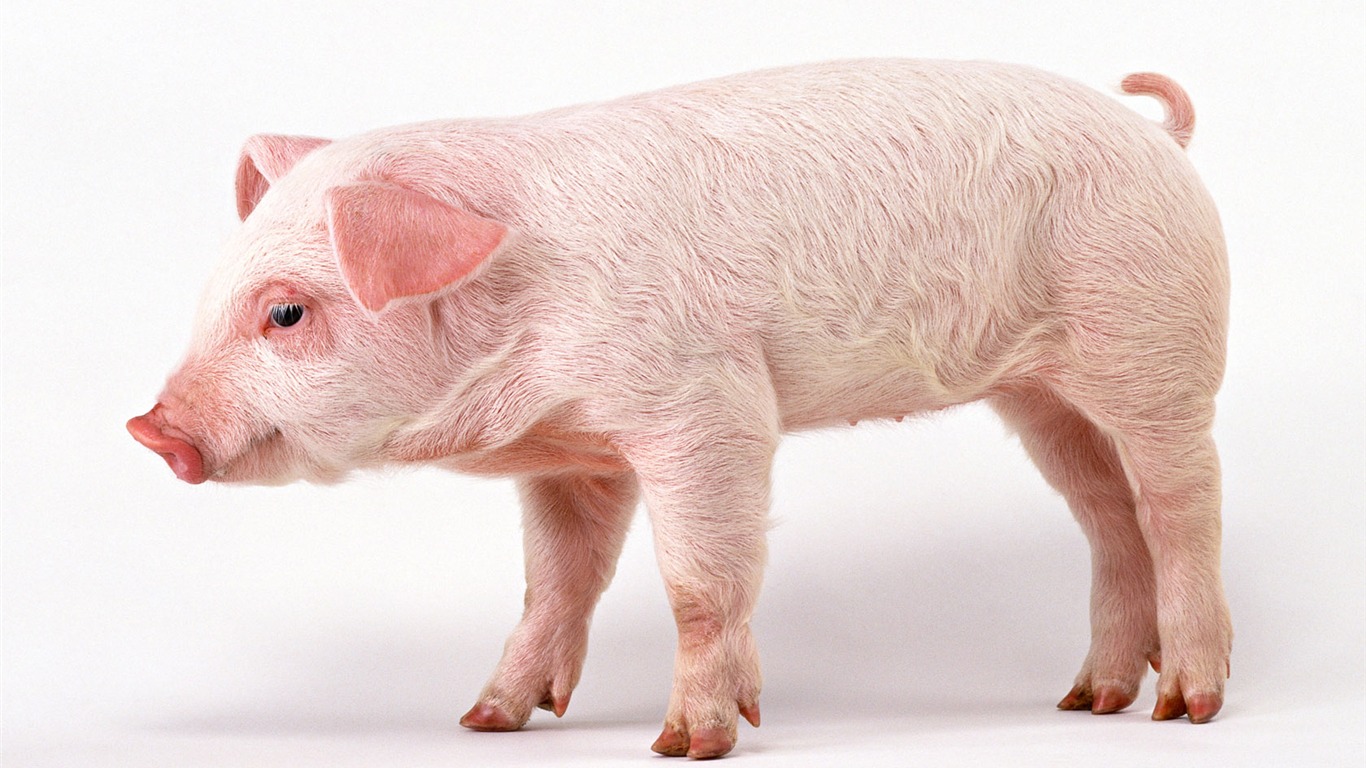 可愛無比 小動物壁紙(二) #12 - 1366x768