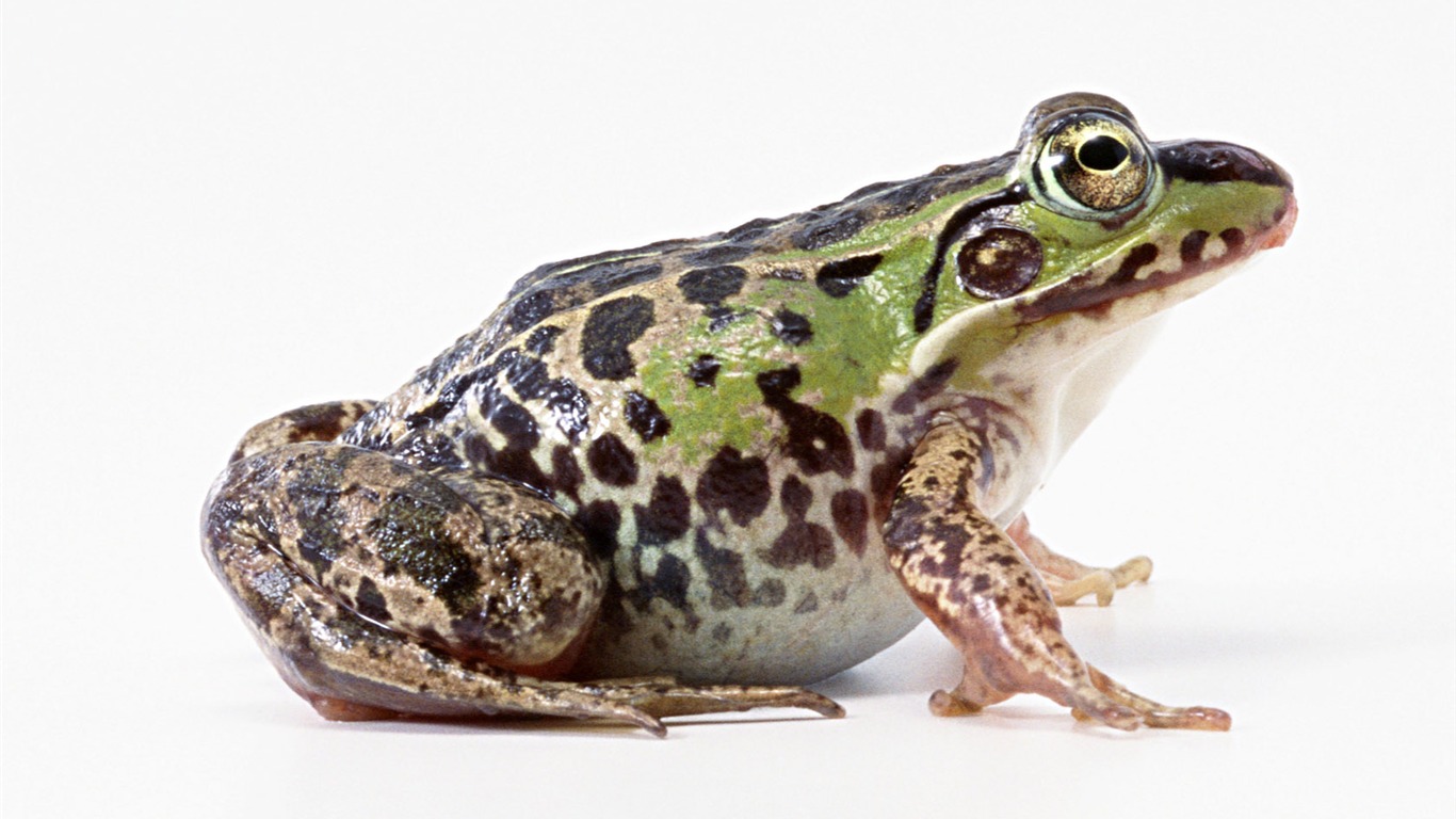 Cute little animals wallpaper (2) #14 - 1366x768