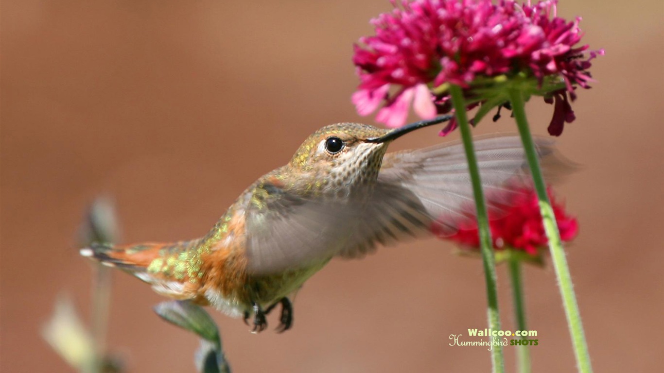 hummingbirds Foto Wallpaper #7 - 1366x768