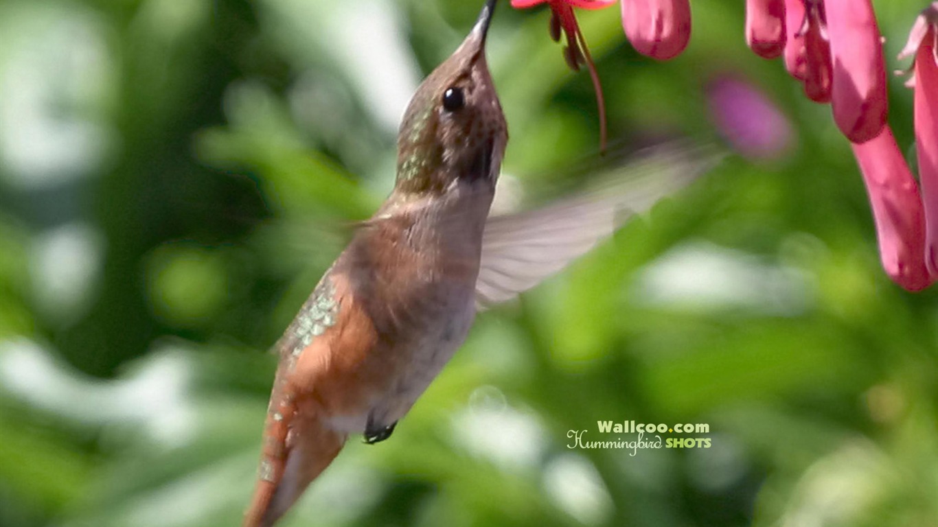 hummingbirds Foto Wallpaper #13 - 1366x768