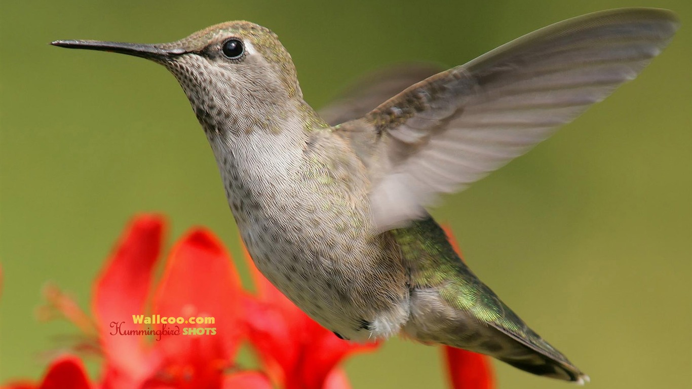 Hummingbirds Photo Wallpaper #14 - 1366x768
