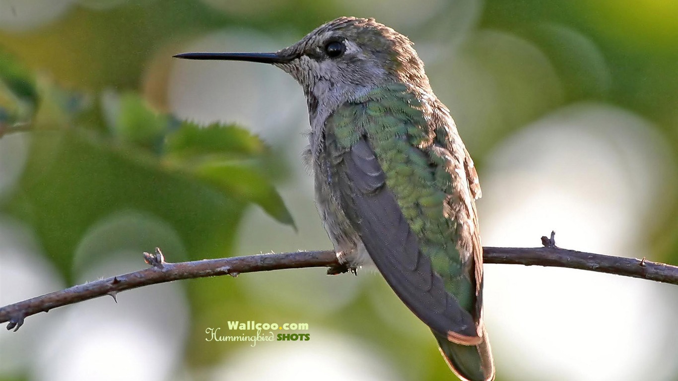 Hummingbirds Photo Wallpaper #15 - 1366x768