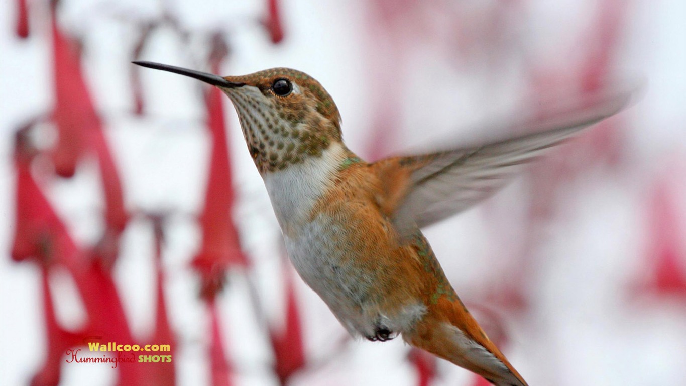 Hummingbirds Photo Wallpaper #17 - 1366x768