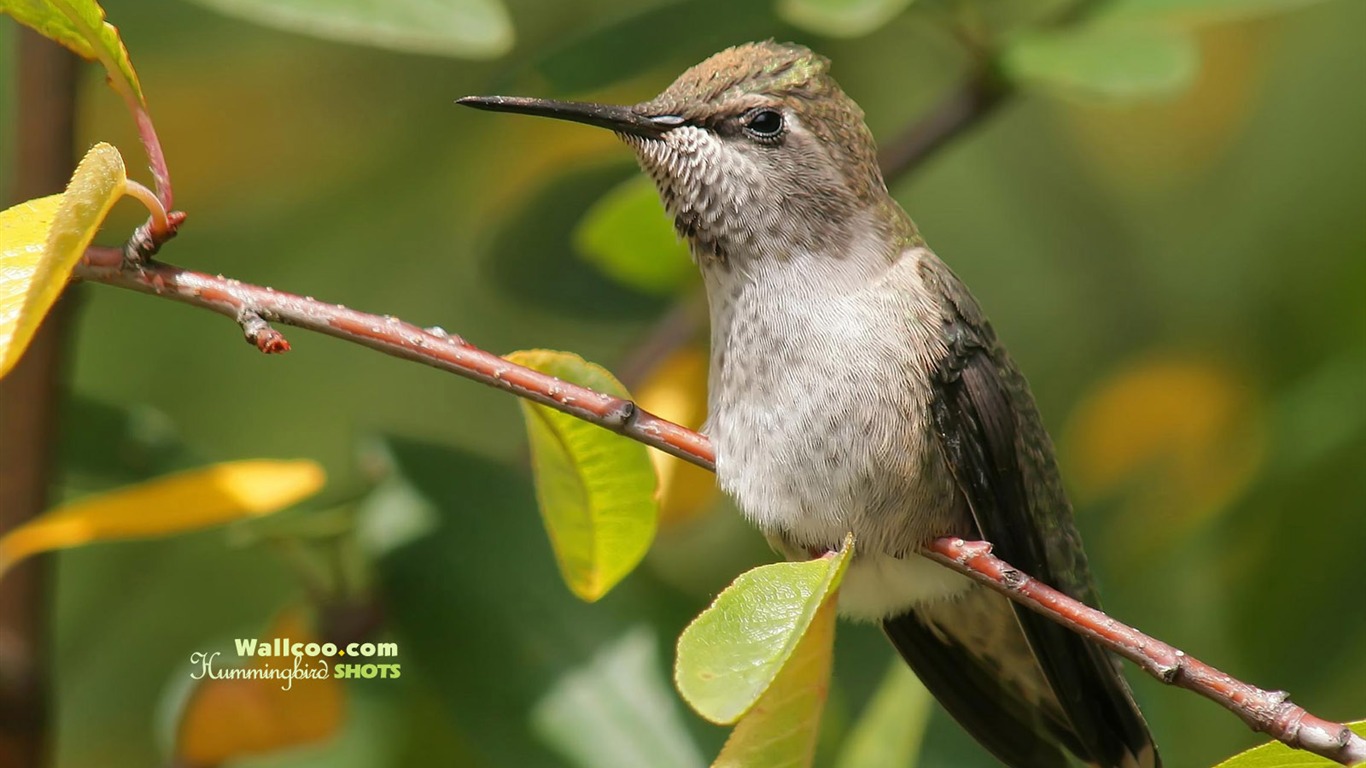 hummingbirds Foto Wallpaper #18 - 1366x768