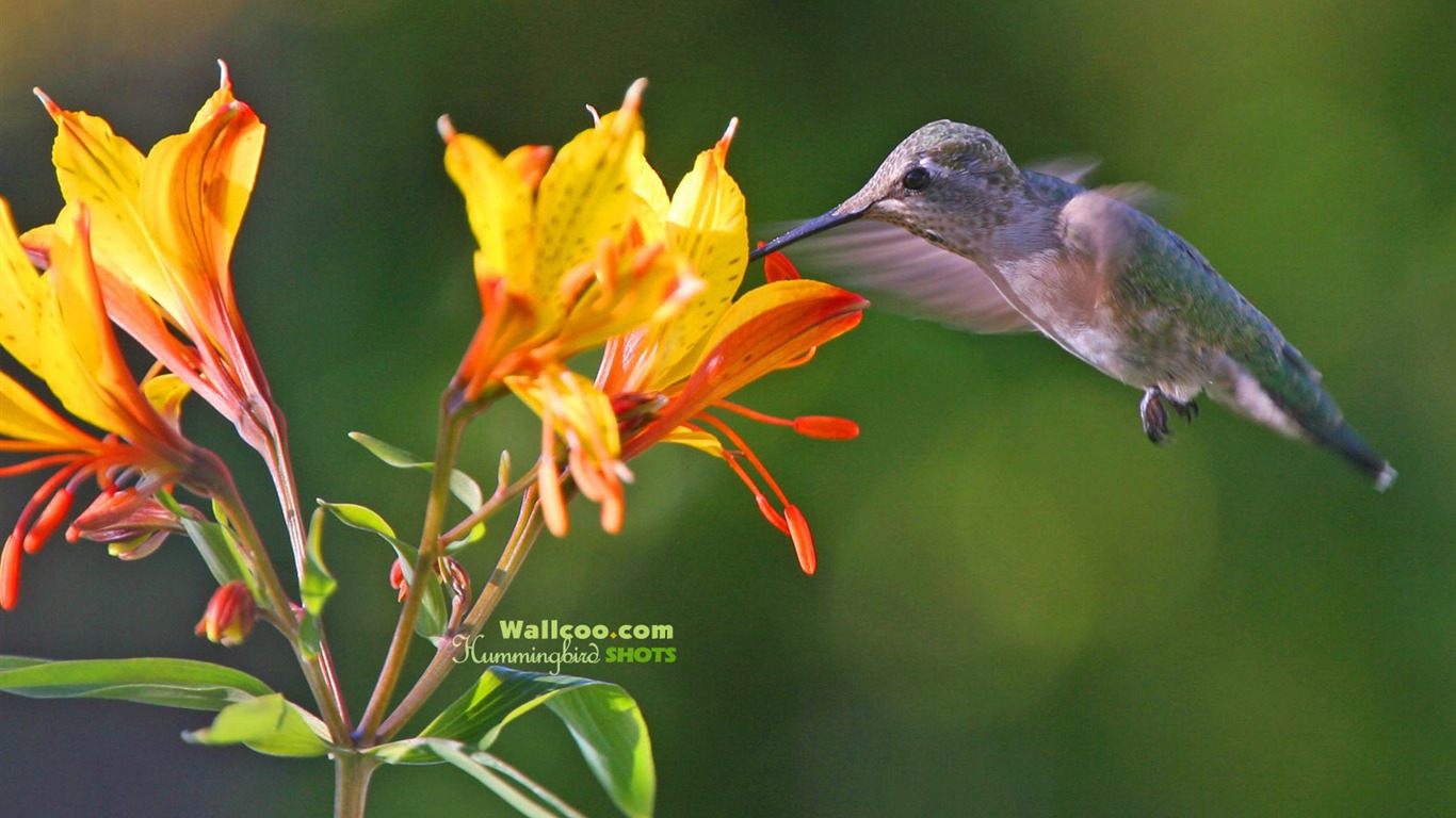 Hummingbirds Photo Wallpaper #26 - 1366x768