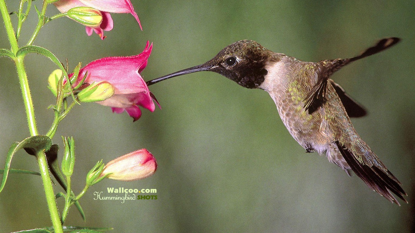 Hummingbirds Photo Wallpaper #29 - 1366x768