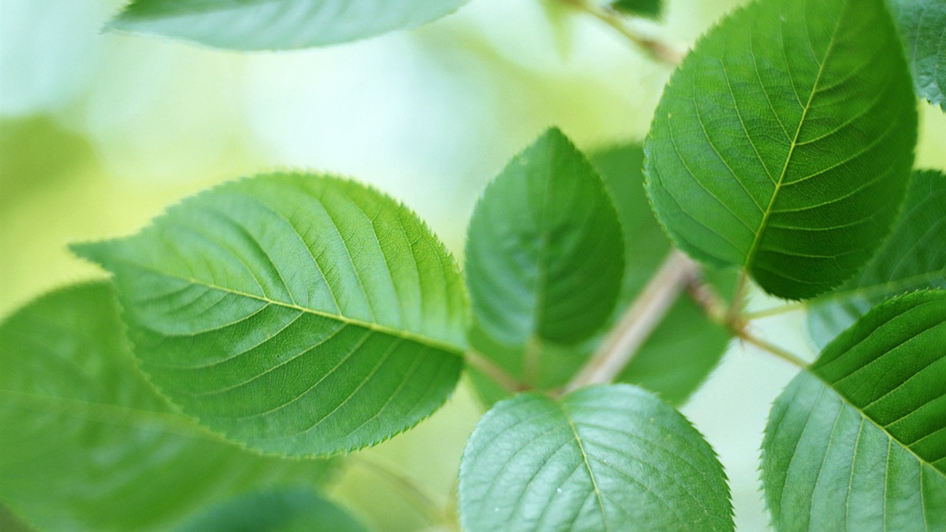 Cool green leaf wallpaper #1 - 1366x768