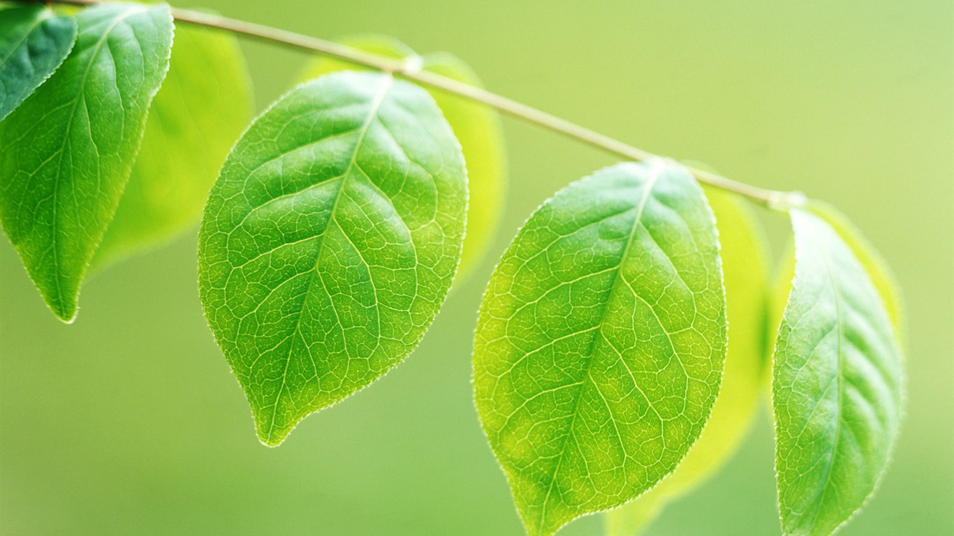 Cool green leaf wallpaper #2 - 1366x768