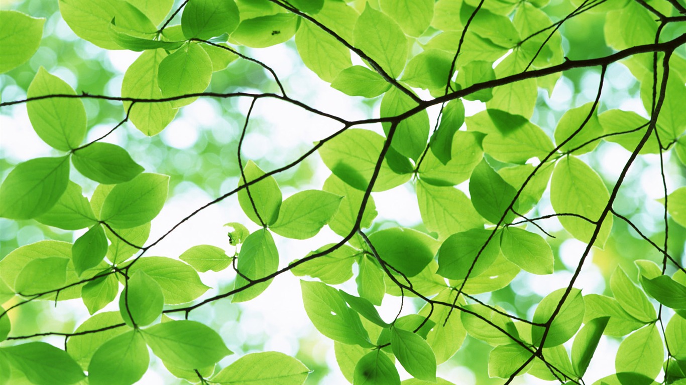 Cool green leaf wallpaper #3 - 1366x768