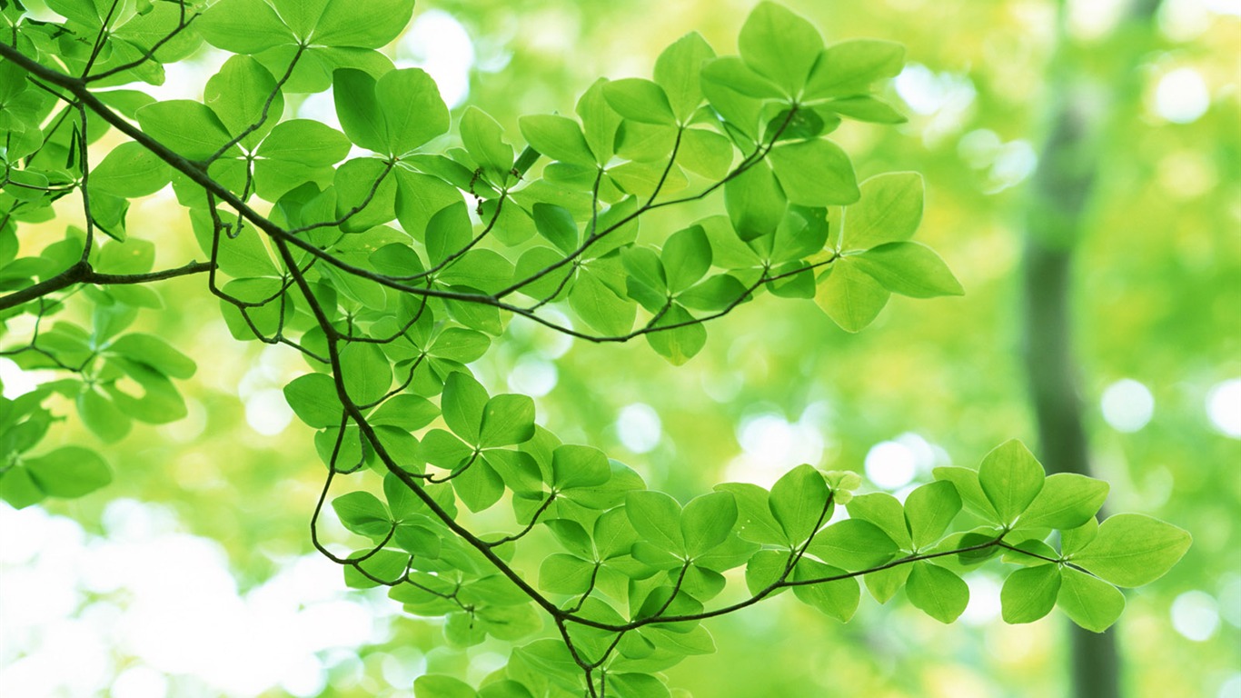 Cool green leaf wallpaper #4 - 1366x768