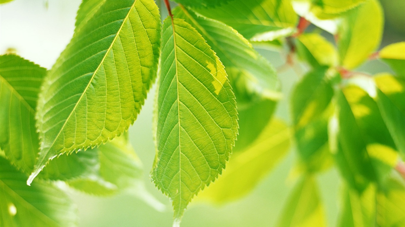 Cool green leaf wallpaper #6 - 1366x768