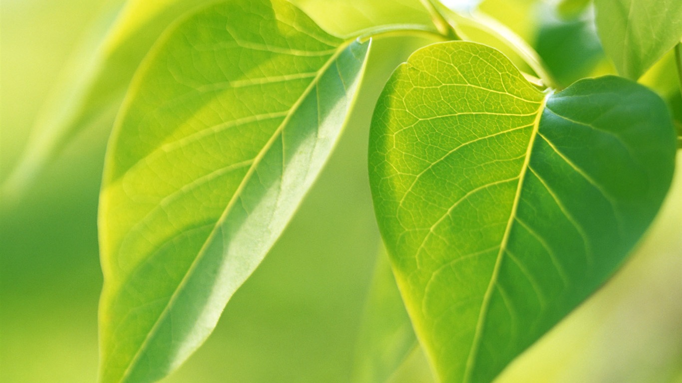 Cool green leaf wallpaper #7 - 1366x768