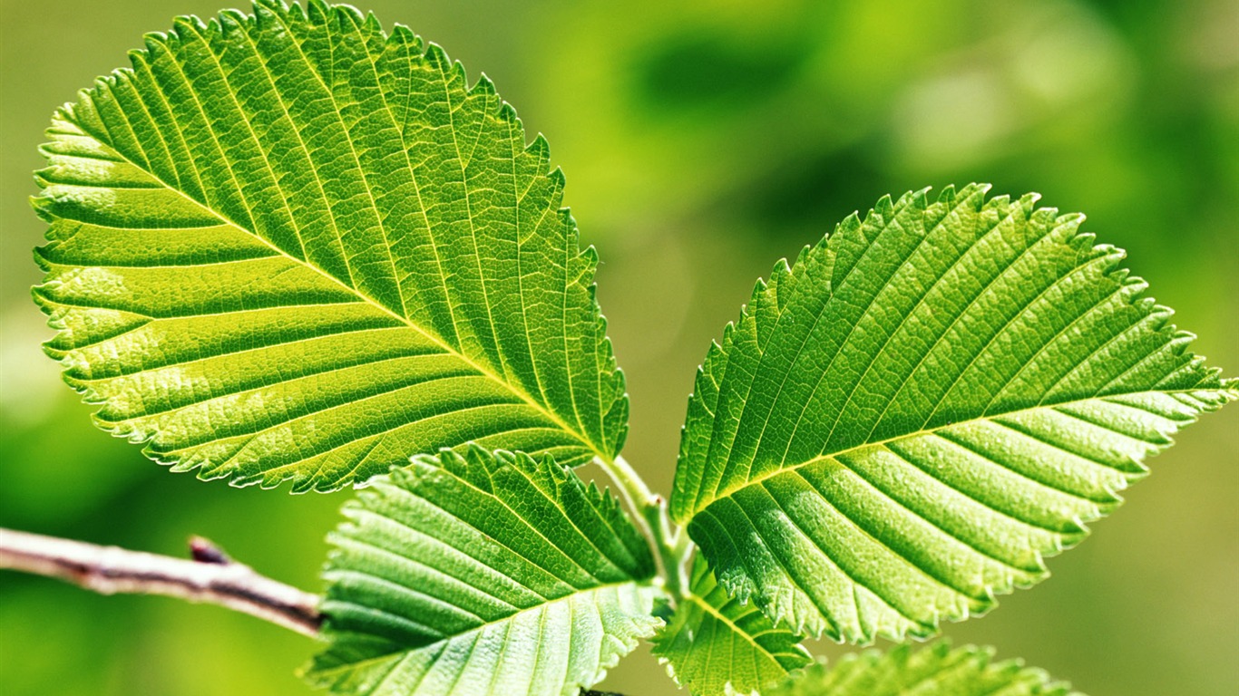 Cool green leaf wallpaper #9 - 1366x768
