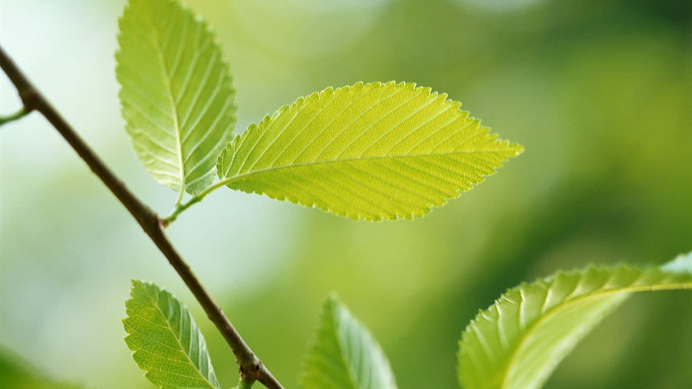 Cool green leaf wallpaper #11 - 1366x768