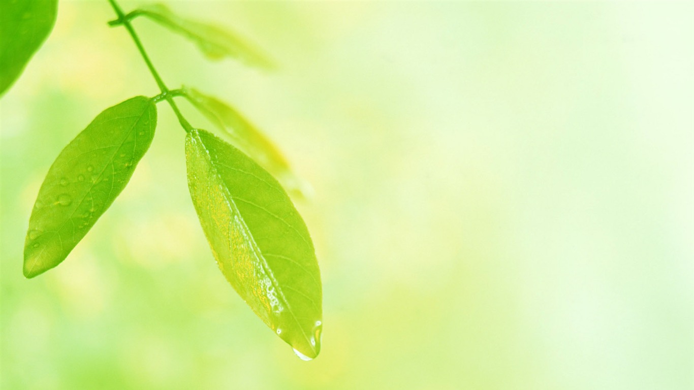 清涼綠葉壁紙 #12 - 1366x768