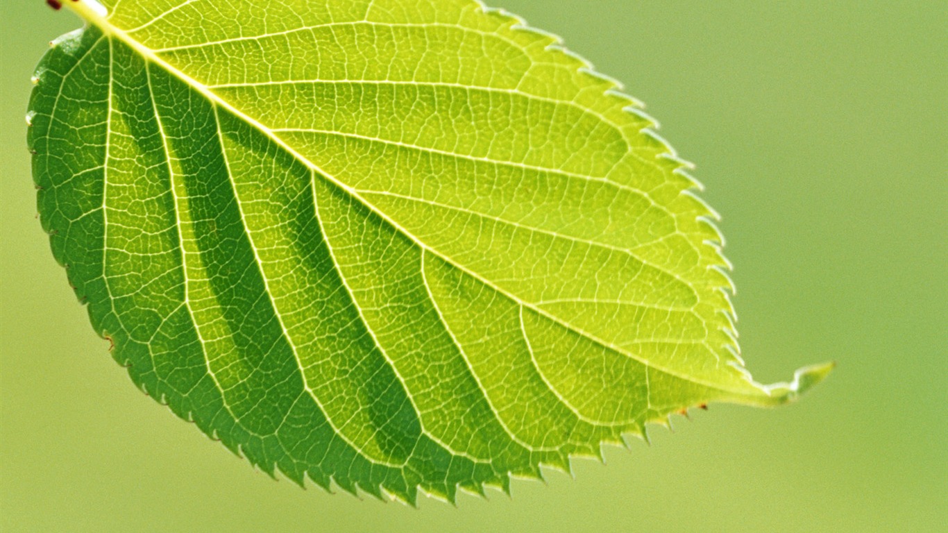Cool green leaf wallpaper #13 - 1366x768