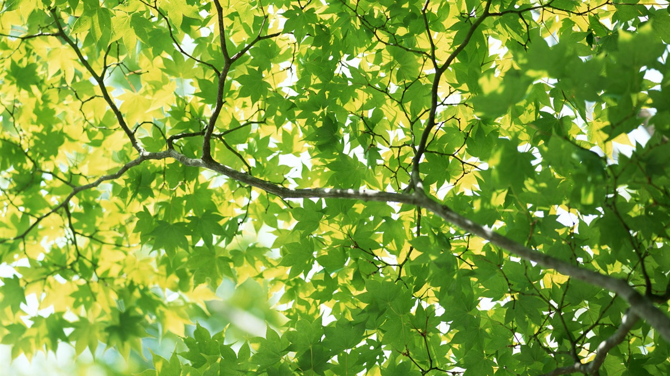 Cool zelená listová wallpaper #15 - 1366x768