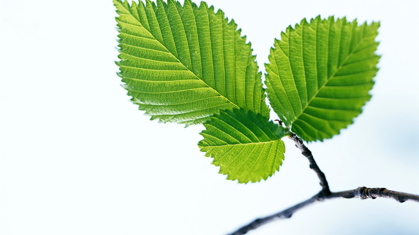 Cool green leaf wallpaper #17 - 1366x768