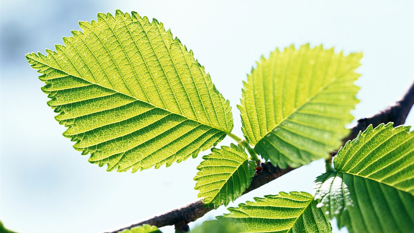 Cool green leaf wallpaper #18 - 1366x768