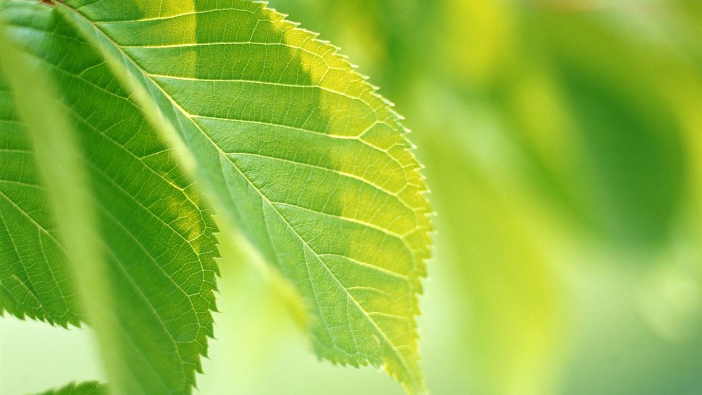 Cool green leaf wallpaper #19 - 1366x768