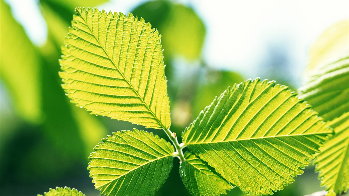 Cool green leaf wallpaper #21 - 1366x768