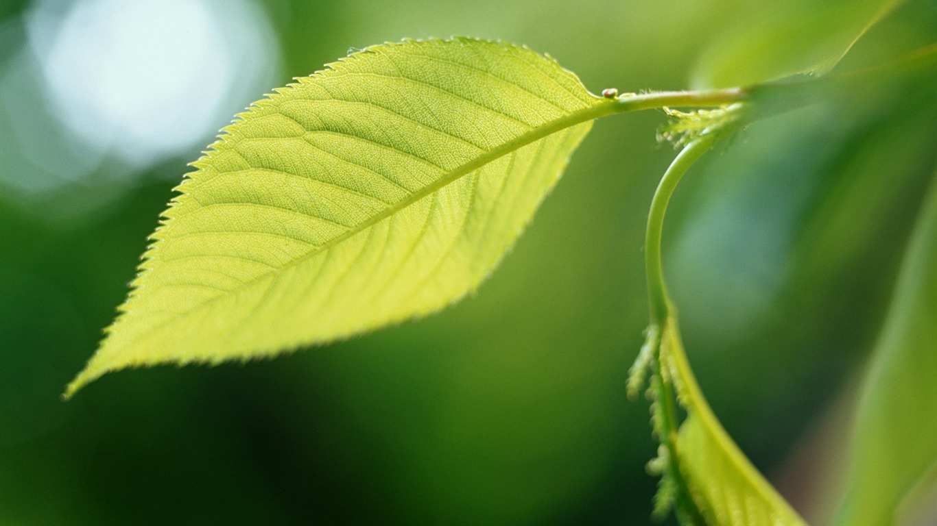 Cool green leaf wallpaper #23 - 1366x768