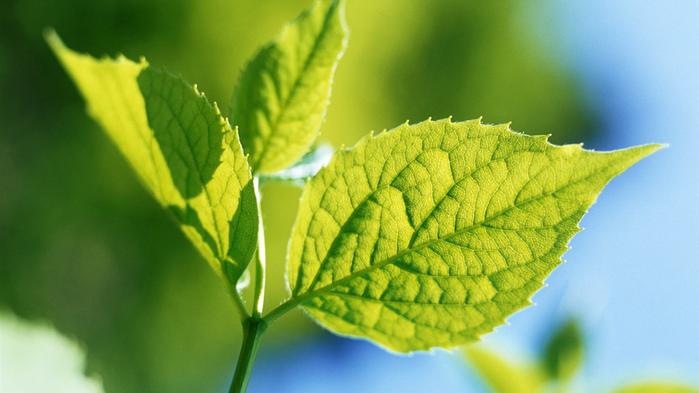 Cool green leaf wallpaper #24 - 1366x768