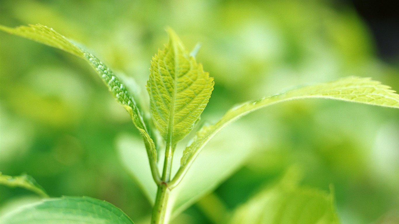 Cool green leaf wallpaper #25 - 1366x768