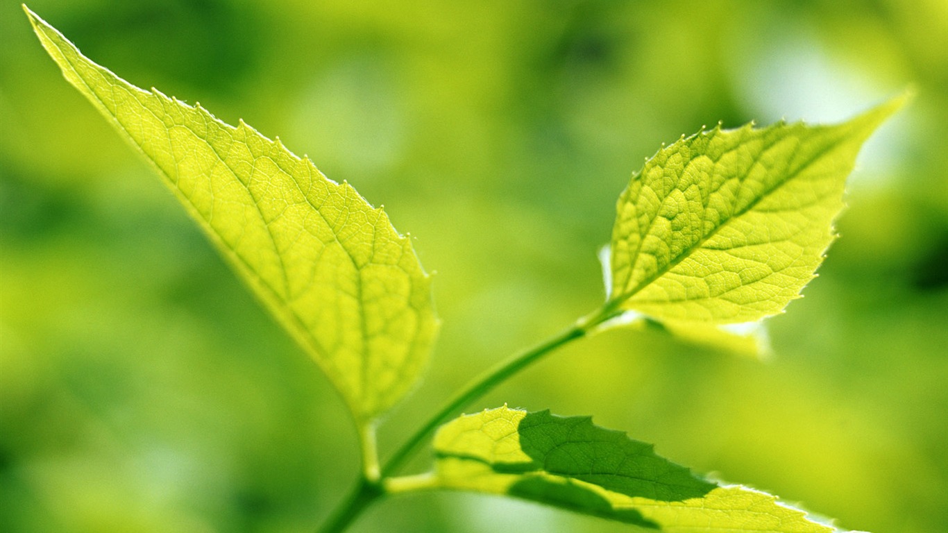 Cool green leaf wallpaper #26 - 1366x768