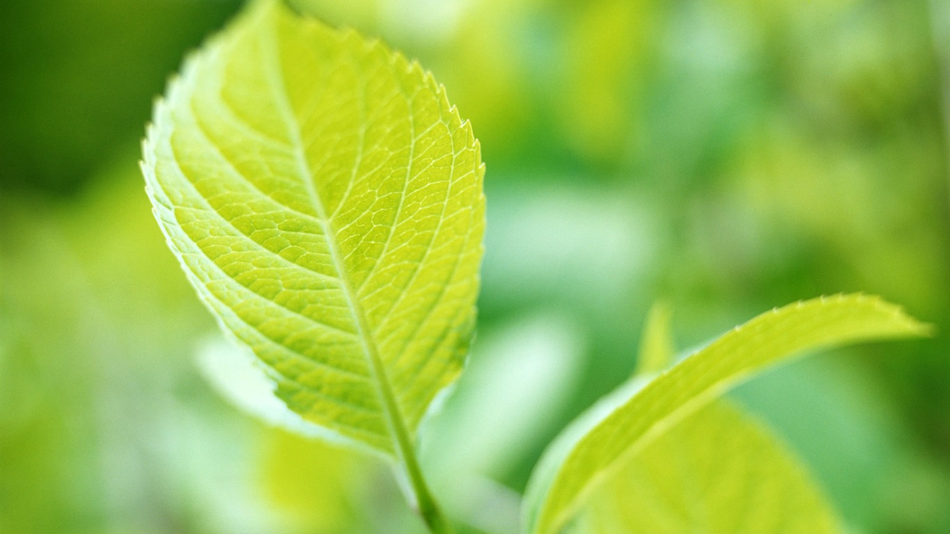 Cool green leaf wallpaper #28 - 1366x768