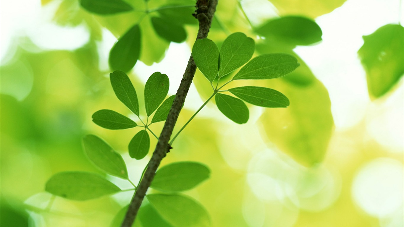 Cool green leaf wallpaper #29 - 1366x768