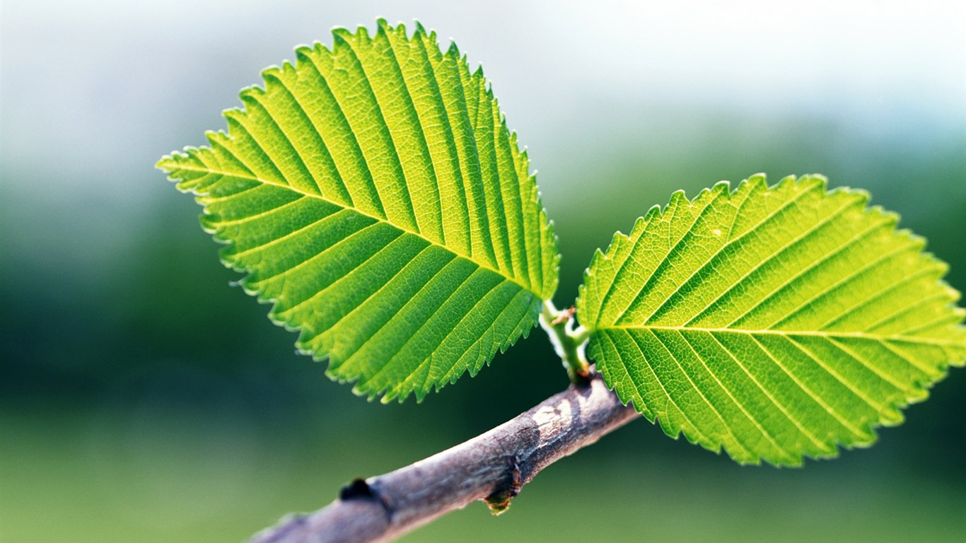 Cool green leaf wallpaper #31 - 1366x768