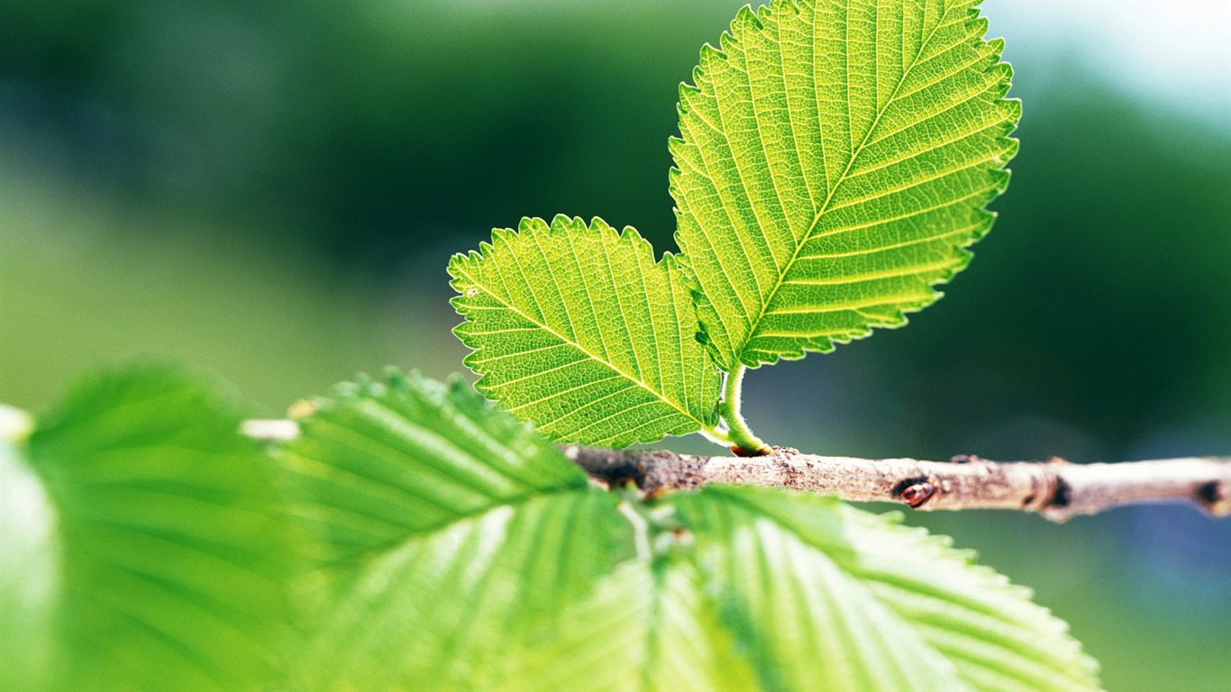 Cool green leaf wallpaper #32 - 1366x768