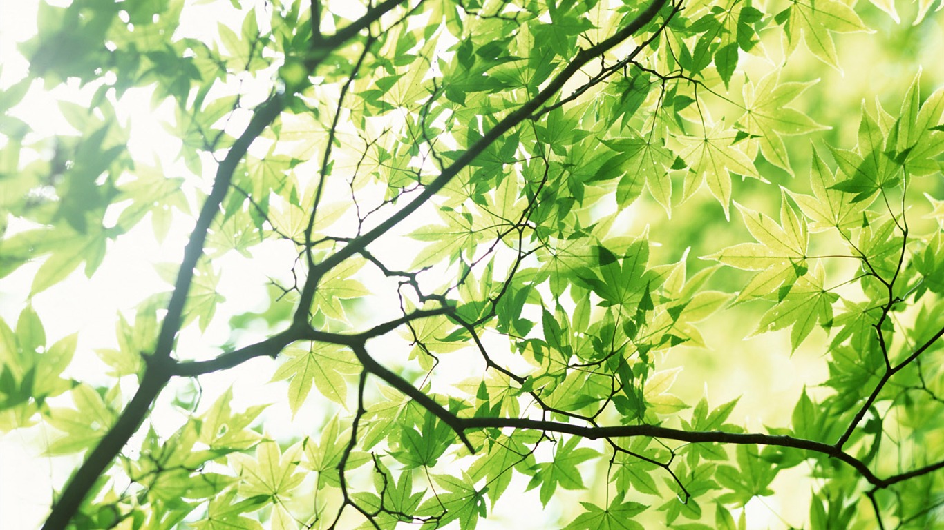 清涼綠葉壁紙 #33 - 1366x768