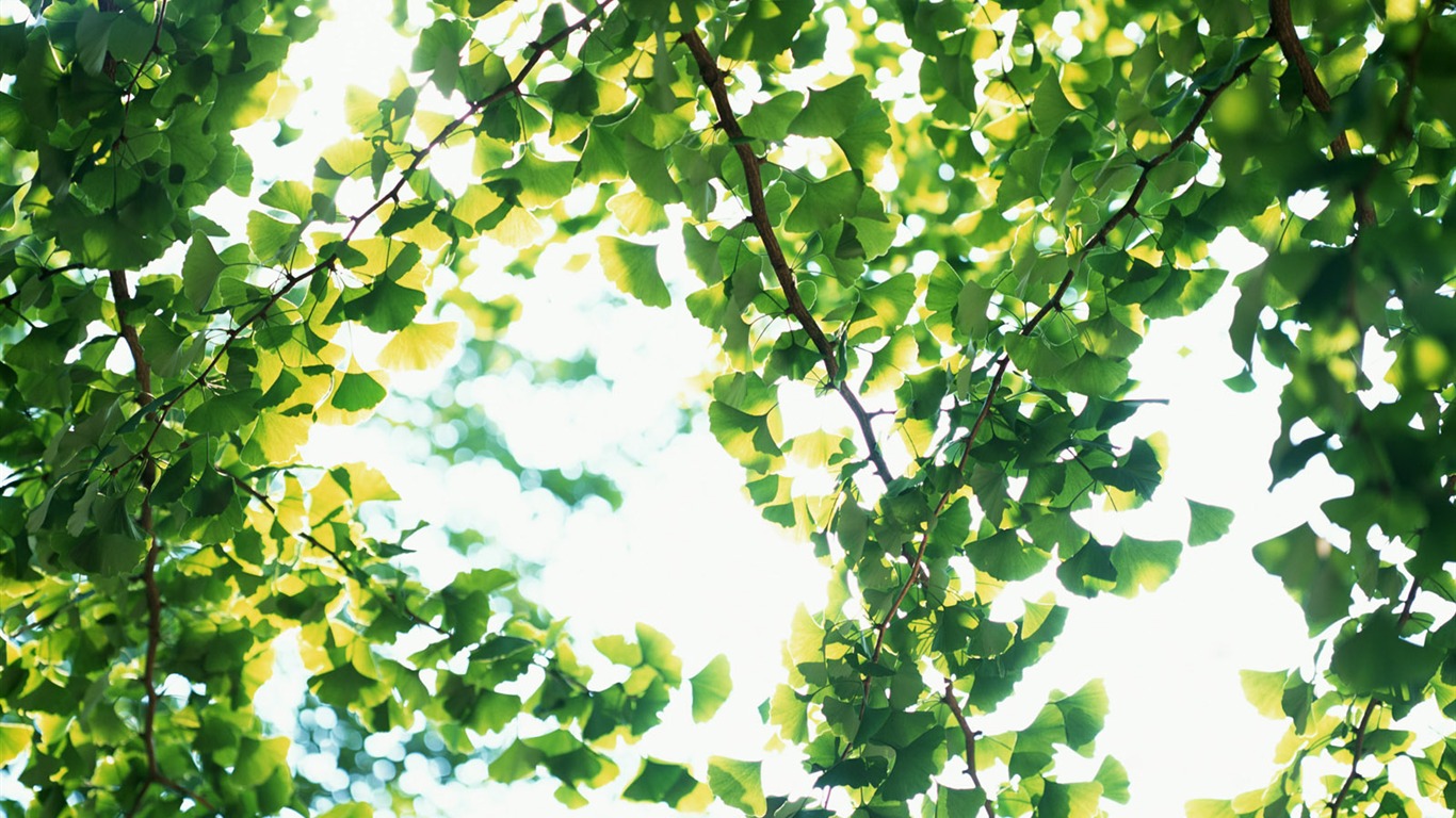 清涼綠葉壁紙 #34 - 1366x768